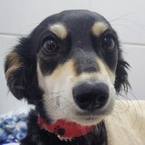 Patinha Salva 