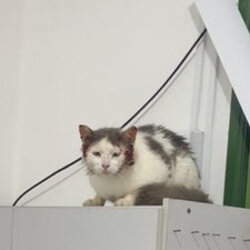 imagem de Os Gatos da Cami