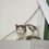 Os Gatos da Cami