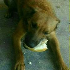 imagem de Sandra Brustolim giovani