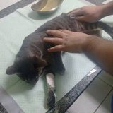 Ajuda o Xiguinha