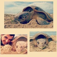 Guilherme Telles