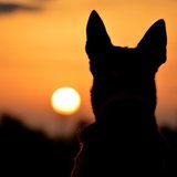 Patrulha Animal_SJDR