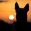 Patrulha Animal_SJDR