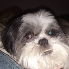 Gisela Mara Zambroti Grexo