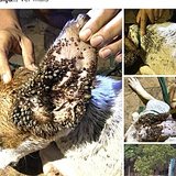 Associação Peludos e Cia 