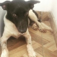 Salvando o Boquinha (Kamylla L.)