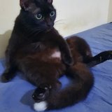 JÉSSICA THAÍSSE TARGINO SANTOS