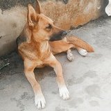 Tudo pela a Layla