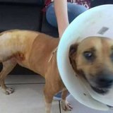 leomar zander  Hossel