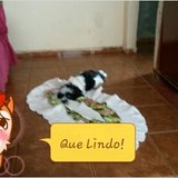 Jose Junior