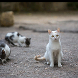 Gatos também merecem uma vida agradável