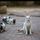 Gatos também merecem uma vida agradável