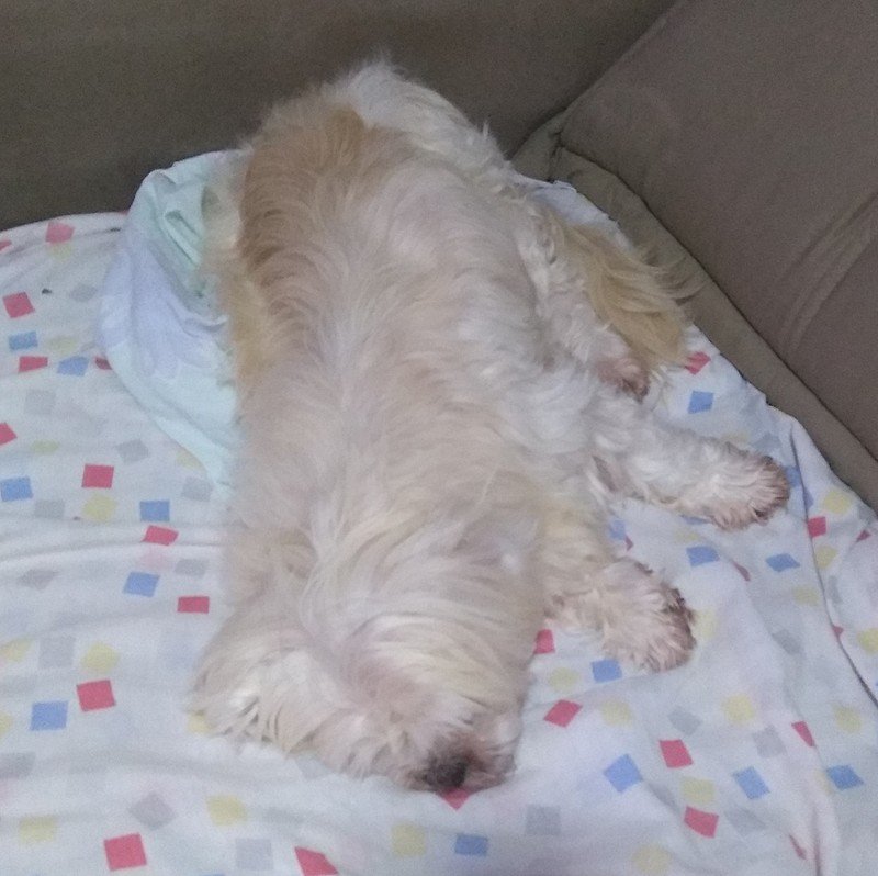 imagem da vaquinha Ajuda a custas veterinárias