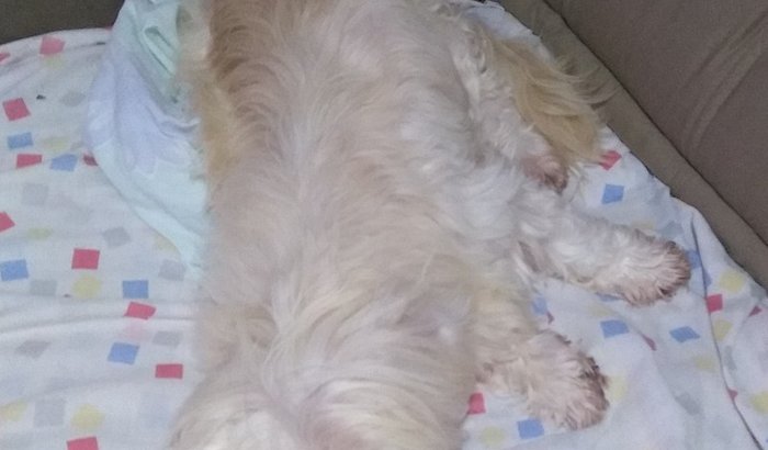 Ajuda a custas veterinárias