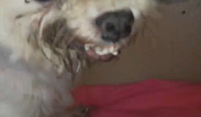 Cachorro maltratado e abandonado