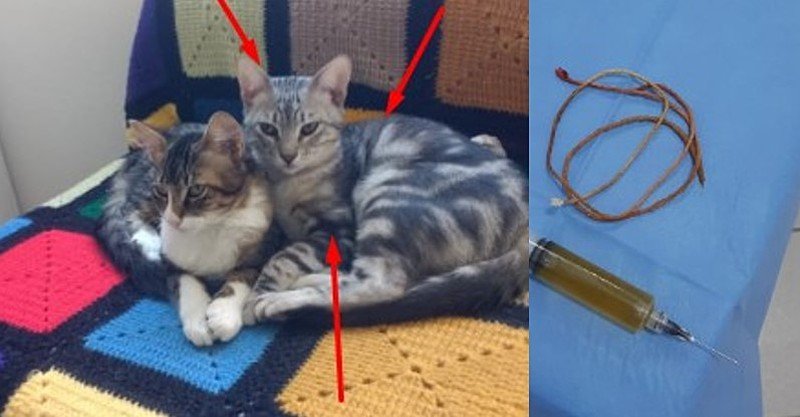 Ajuda para o Patrick