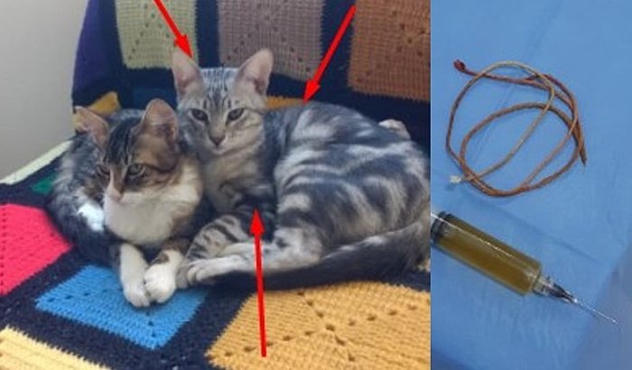 Ajuda para o Patrick