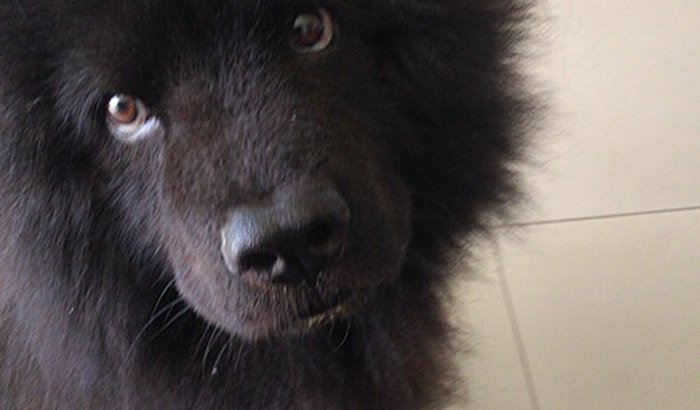 Ajude a salvar o Apolo