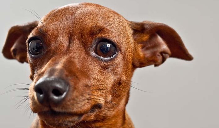 Meu cachorrinho está com uma ernia bem grande, e eu desempregado