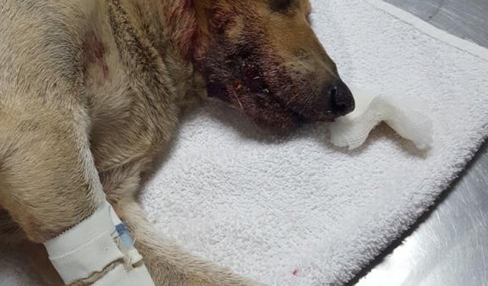 Ajuda para a Filomena, covardemente atropelada e abandonada!