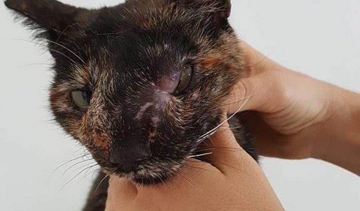 Conta da Marie, gatinha da falecida D. Helgrit