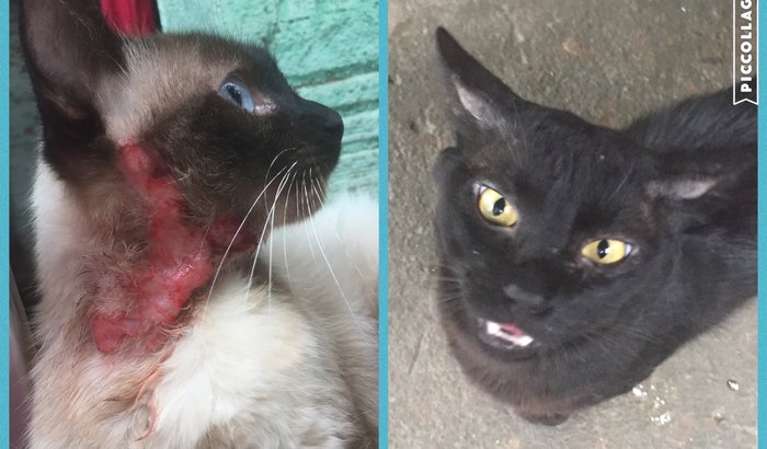Castração de gatos carentes/de rua 