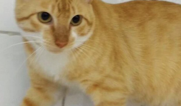 SOS GATOS COM FELV - ONG CANTO DA TERRA