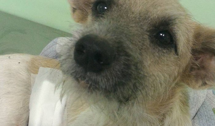 Apelo ao pequeno atropelado 