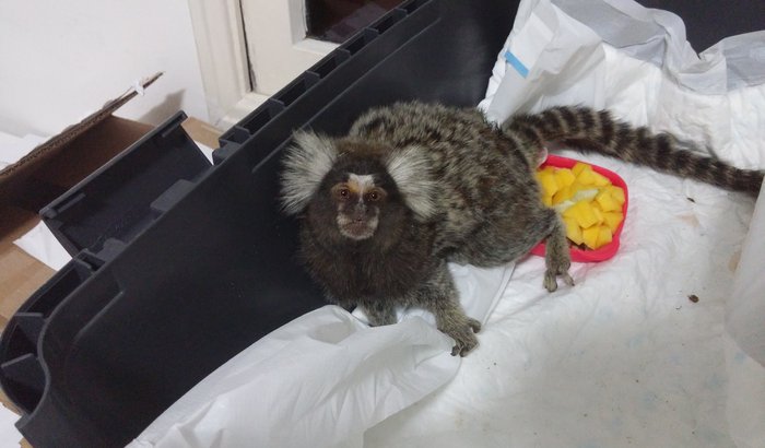 Macaquinho - Sagui