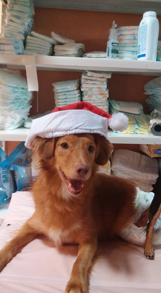 imagem da vaquinha AJUDE O NATAL E ANO NOVO DOS ANJOS