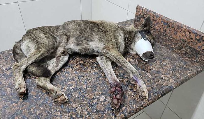 Tratamento para o Grandão