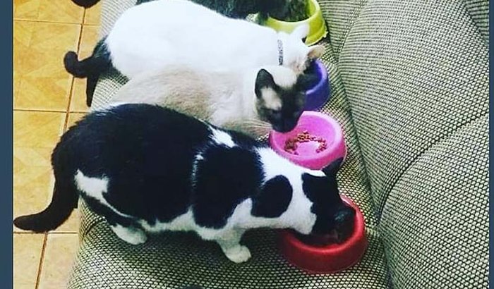 Projeto gatil 6 miaus