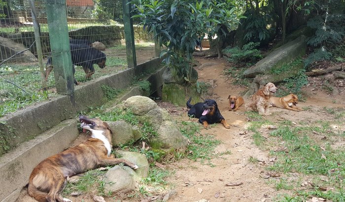 Monte Olivete Rescue