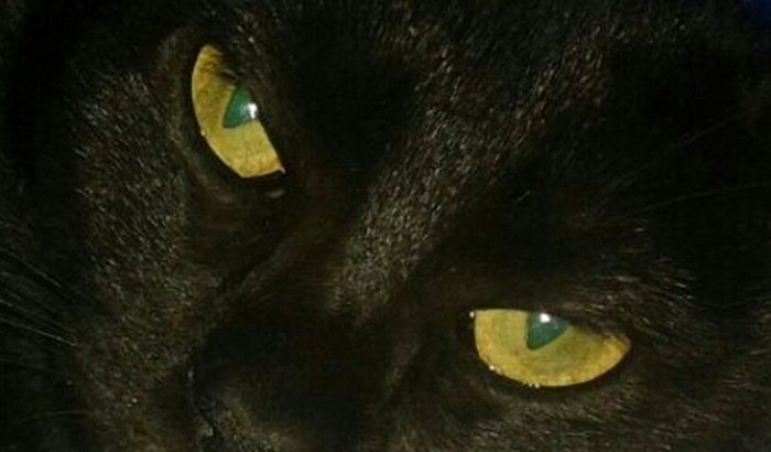 AJUDA PARA CIRURGIA ORTOPÉDICA DA GATINHA ATROPELADA