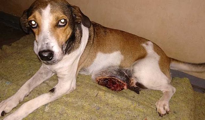 Custos Veterinários 