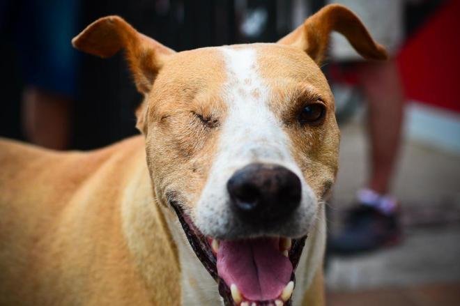 Ajuda para o Pirata (dog Lagoa)