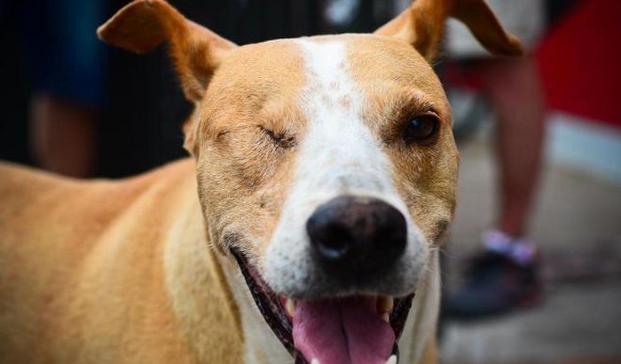 Ajuda para o Pirata (dog Lagoa)