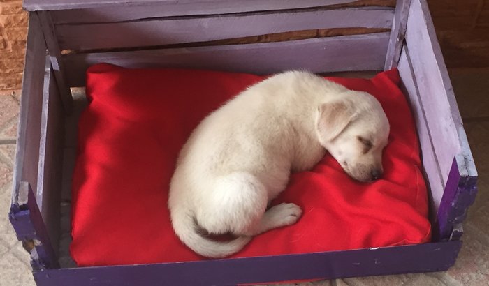 Salvar a Laika