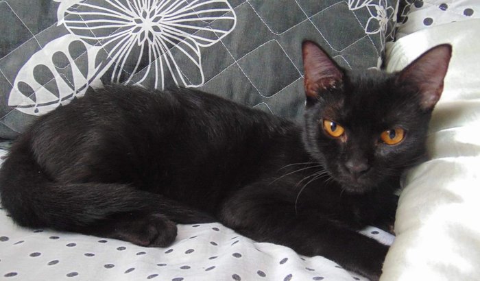 Recuperação de Lily