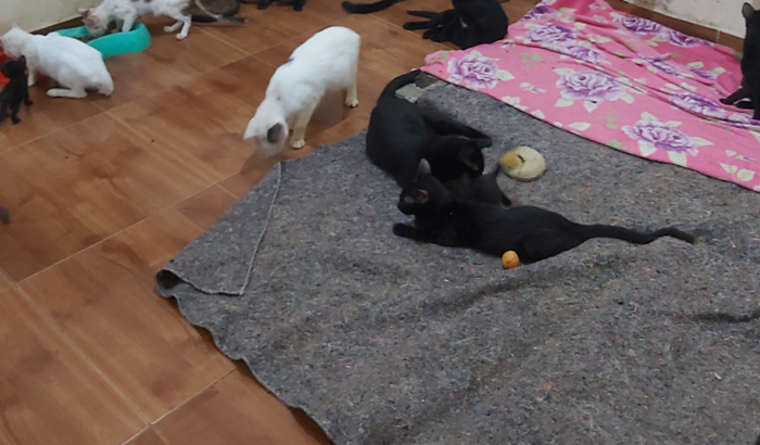 Reforma do Abrigo pedrinho e animais