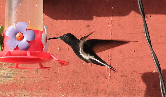 Ajude O Restaurante Cantinho Do Beija Flor Vaquinhas Online