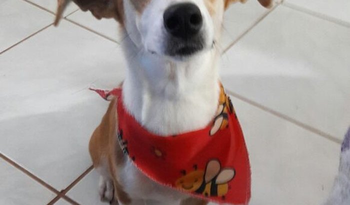 Meg venceu a parvo