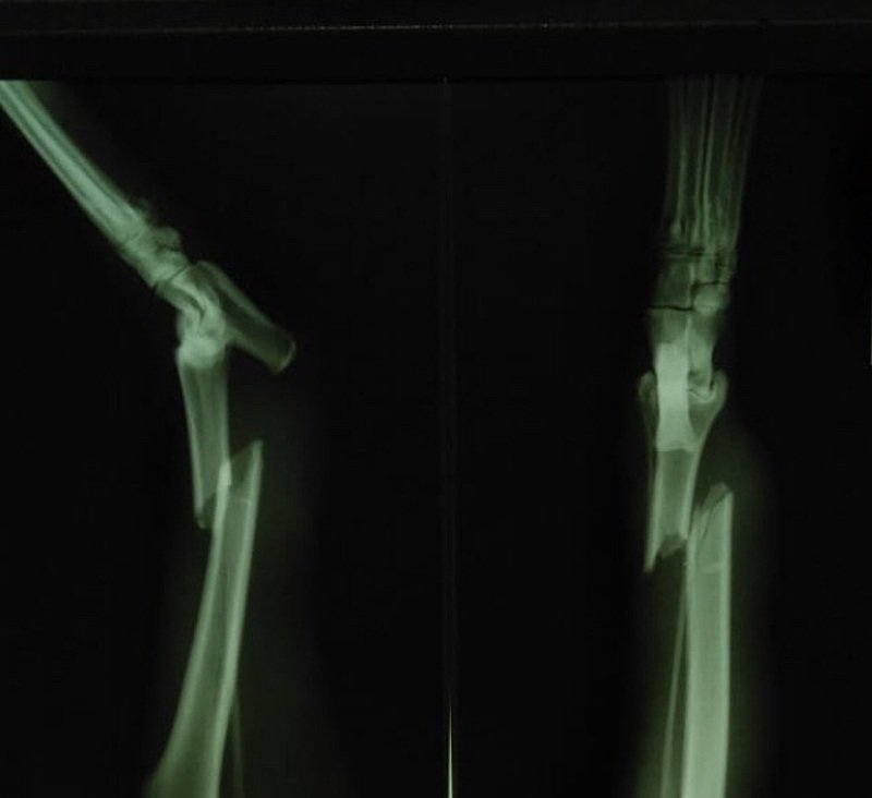 imagem da vaquinha AJUDA PARA A CACHORRINHA BABI