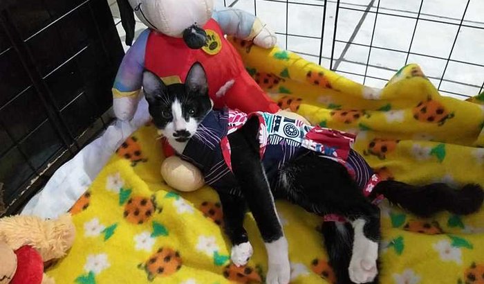 Ajude Dorinha andar 🙏🏾