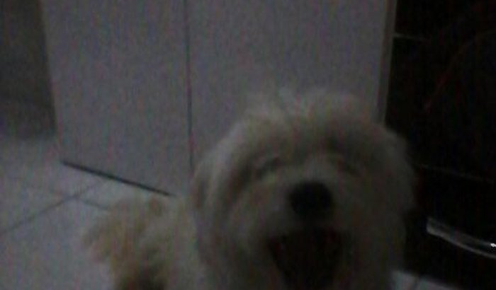 Adestramento Ziggy.