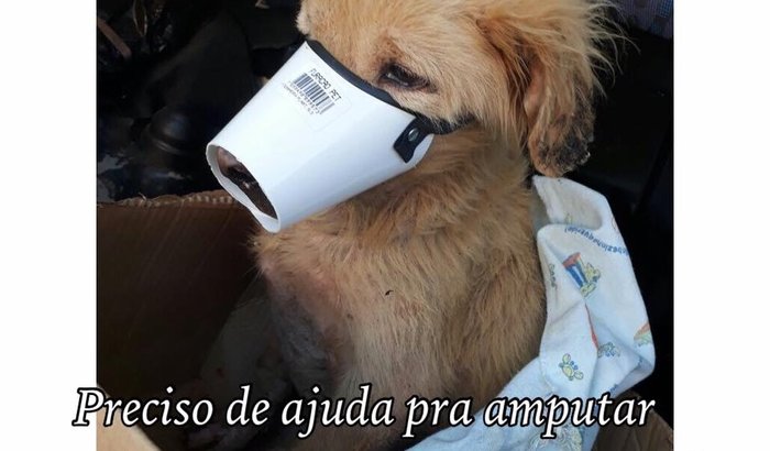 Amputar a patinha de Bruttus