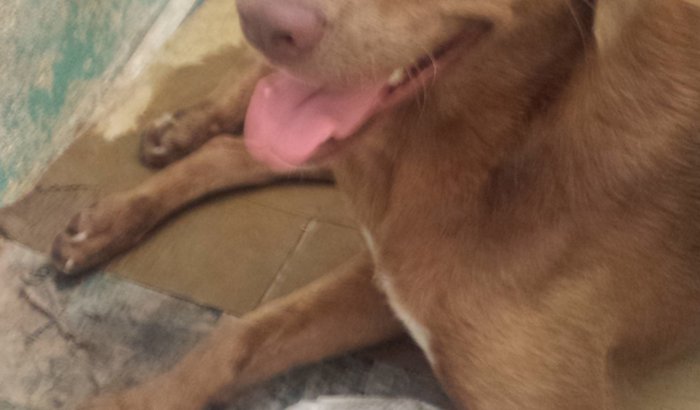 Ajuda a Cachorrinha de rua Atropelada  