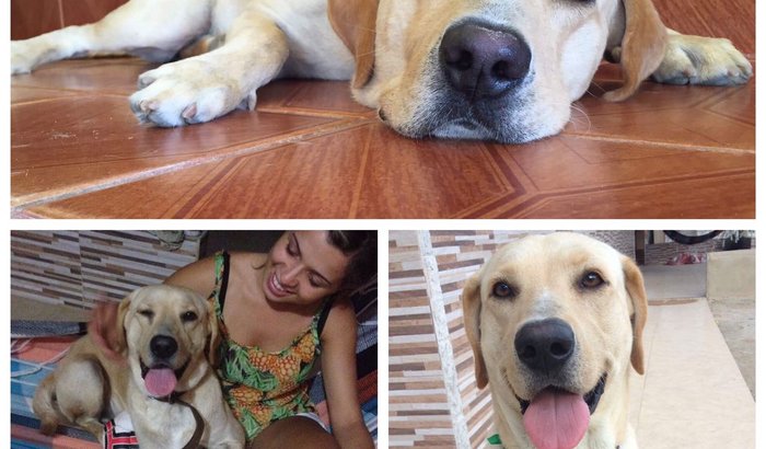 Ajude no Tratamento do Cãozinho Nick