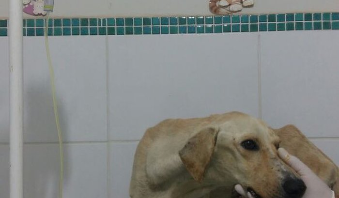 Corrente do bem para salvar o Magrelão 